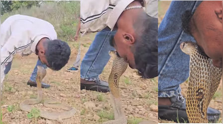 Today Viral Video: इसे कहते हैं डेरिंग...सांप को अनोखे अंदाज में किस कर रहा था शख्स, नजारा देख पसीने छूट जाएंगे