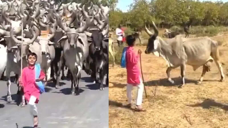 Child controlling cows