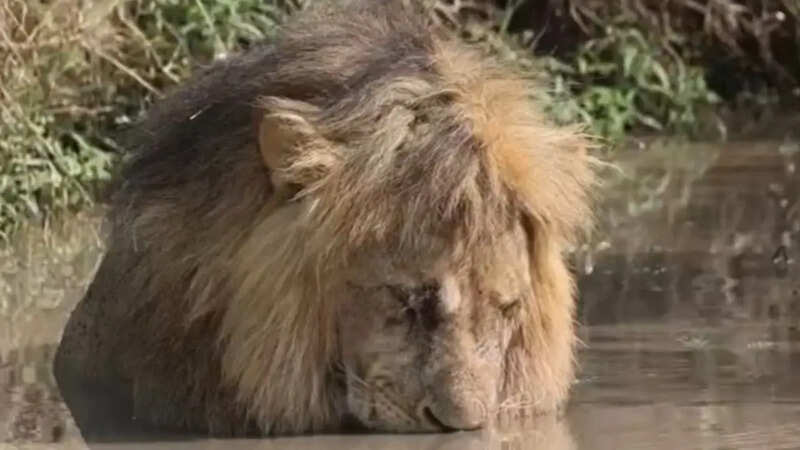 Lion taking nap