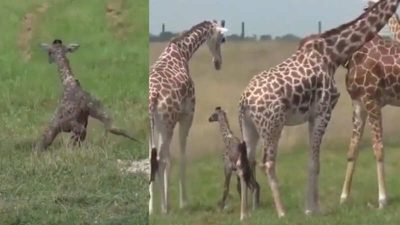 _newborn giraffe first steps