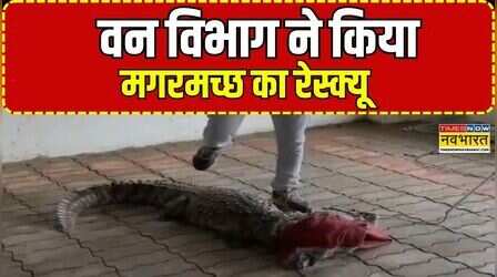 Gujarat : Vadodara में सोसायटी में घुसा Crocodiles, मची दहशत | Car | Latest Hindi News | Top News