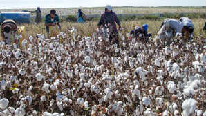 Kapas Kisaan App: हरियाणा के किसानों के लिए 'कपास किसान' ऐप लॉन्च, बिना मिडलमैन के बेच सकेंगे फसल, जानें कैसे