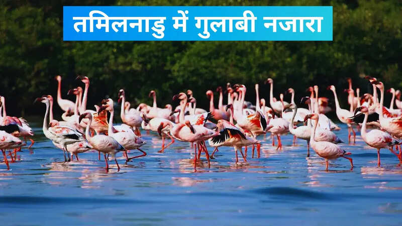 Wildlife tourism Tamil Nadu