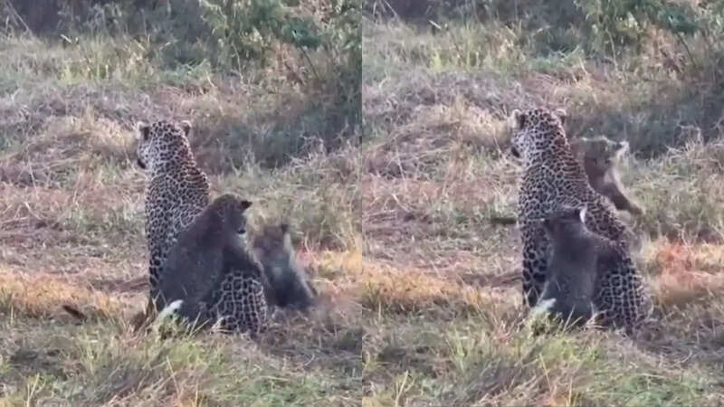 Leopard and her cubs