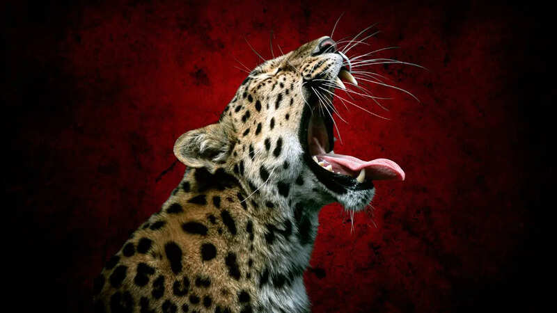 13-Year-Old Boy died due to Leopard Attack in Pune (Symbolic Photo: Canva)