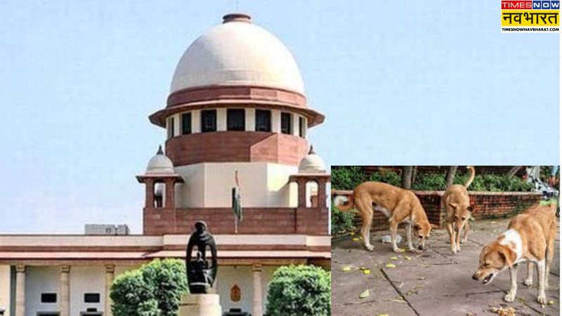 Stray Dogs case in SC