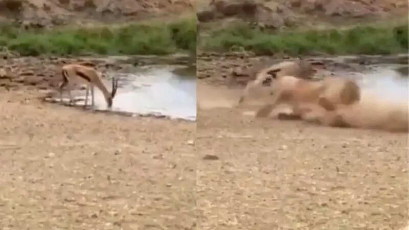 _lion vs deer viral video