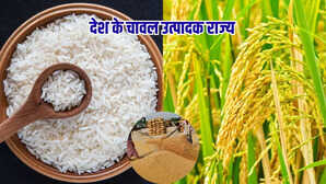 कौन राज्य कहलाता है 'चावल का कटोरा', टॉप 10 प्रदेशों में नंबर 1 कौन