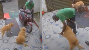 हॉलीवुड वाले भी फेल, अगर जानवरों को ऑस्कर मिलते, तो ये कुत्ता जीत जाता बेस्ट एक्टर का अवॉर्ड!