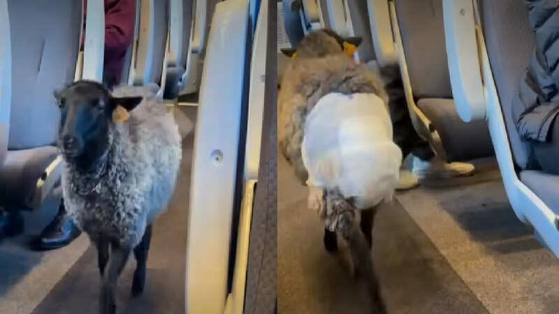 Sheep in train