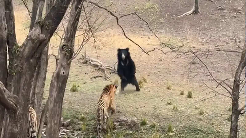 Bear Escaped from tiger