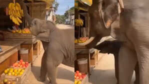 आज का वायरल वीडियो (06-Nov-2025): दुकान पर लटक रहे केले को देख ललचाया नन्हें हाथी का मन, बेटे की शरारत देख मां ने दी अच्छाई की सीख