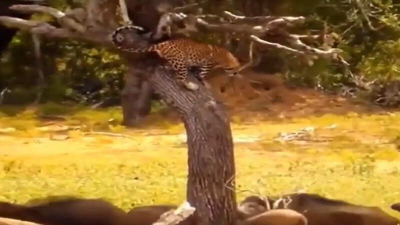 Leopard attack