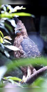 पक्षियों का असली राजा कौन दिमागदार भी नहीं दे पाए जवाब