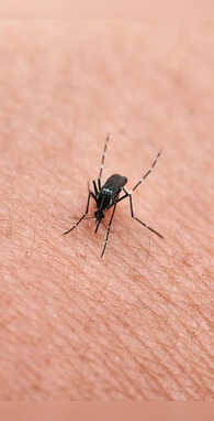 कितनी स्पीड से उड़ सकता है मच्छर उम्मीद से अलग मिलेगा जवाब