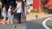 Viral Video: आसमान छोड़ कैफे में आ बसा 'मोटू कबूतर', अब खुद नहीं उड़ता पर स्नैक्स उड़ाता है