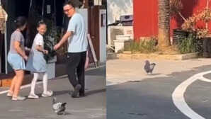 Viral Video: आसमान छोड़ कैफे में आ बसा 'मोटू कबूतर', अब खुद नहीं उड़ता पर स्नैक्स उड़ाता है