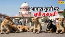 अवारा कुत्तों-जानवरों पर सुप्रीम कोर्ट सख्त, राजमार्गों, सड़कों, शैक्षणिक संस्थानों, अस्पतालों से हटाने का आदेश
