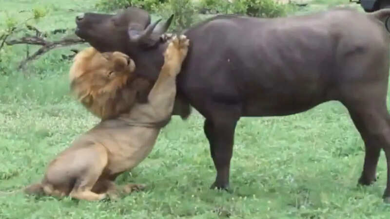 Lion attack buffalo