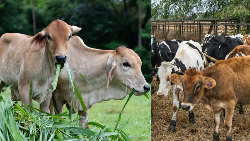 गाय की सेवा से मिलते हैं ये लाभ