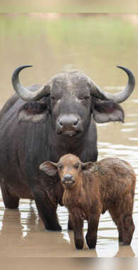 भैंस के बच्चे को कहते हैं क्या पशुपालक भी नहीं बता पाएंगे नाम