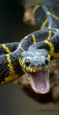 सांप में कौन सा जहर होता है आपको आज तक नहीं पता होगा