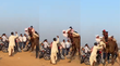 Today Viral Video ऊंट की सवारी कर रहा था कपल अचानक दोनों ऐसे गिरे देखकर दंग रह जाएंगे