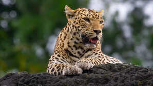 जयपुर के दुर्गापुरा में दहशत: लाल बहादुर नगर कॉलोनी में दिखा तेंदुआ, वन विभाग का सर्च ऑपरेशन जारी