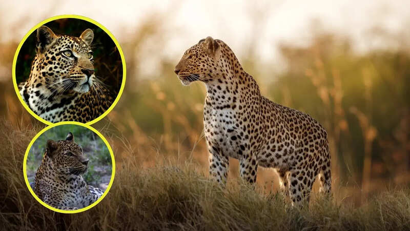 Wildlife Travel India