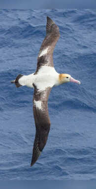 यह पक्षी बिना पंख हिलाए आसमान में कई दिनों तक उड़ता है99 फीसदी लोग नहीं जानते होंगे नाम