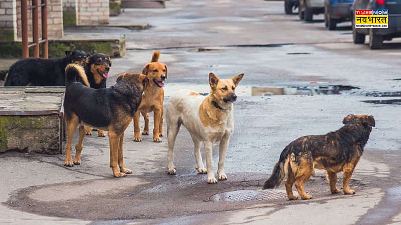 Stray dogs bitten in Damoh