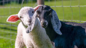 कौन देती है अधिक दूध बकरी या भेड़ किसमें ज्यादा फायदा आज यह भी जान लें आप