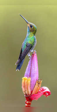 एक रुपए के सिक्के से भी कम होता है इस पक्षी का वजन