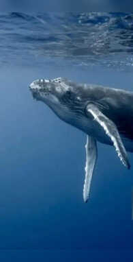 कितनी लंबी होती है ब्लू व्हेल की जीभ जानकर दिमाग हिल जाएगा