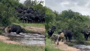 शेर ने दबोच रखा था भैंसे का पैर, दोस्त को बचाने उमड़ पड़ा पूरा झुंड, खेल पलटते देख दुम दबाकर भागा जंगल का राजा