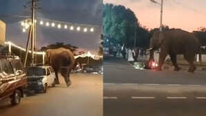 कीड़ों के हमले से बेकाबू हुआ हाथी, सड़क पर जमकर मचाया उत्पात, देखें यह Video