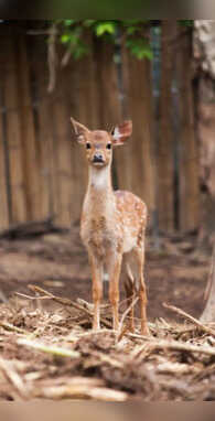 हिरण के बच्चे को क्या कहते हैं जान लें आज