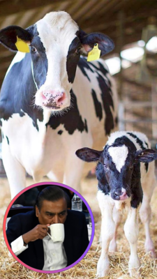 यहां से आता है अंबानियों के घर दूध इस विदेशी गाय के लिए तबेले में लगे हैं स्पेशल बिस्तर