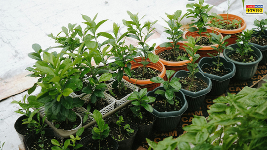 सस्ते प्लास्टिक के गमलों में ऐसे उगेंगे सुंदर पौधे बस इस गलती से बचे और जान लें सही तरीका