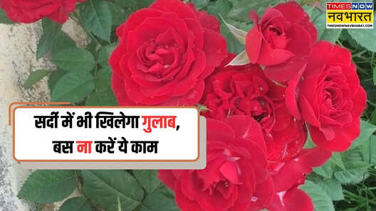 ना मुरझाएगा ना आएंगे चार पत्ती वाले सूखे फूल- सर्दियों में कैसे करें गुलाब की देखभाल इन गलतियों से बचें