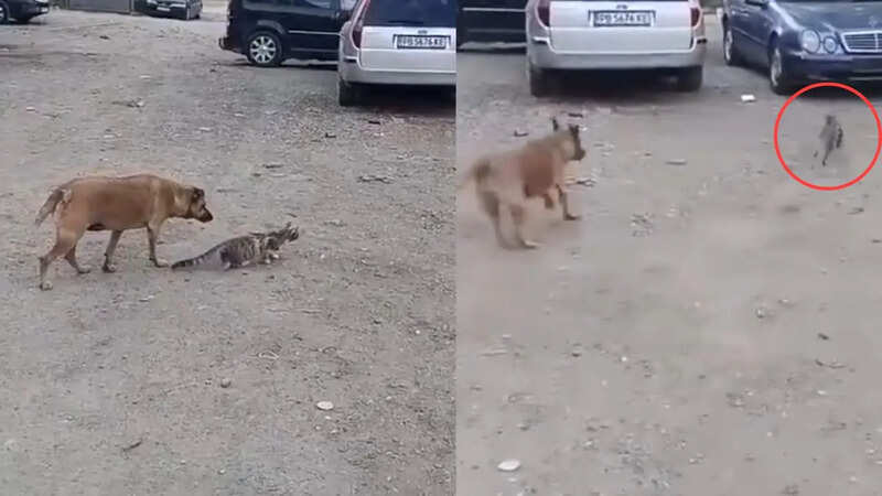 cat dog viral video