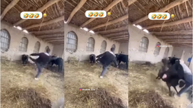 Today Viral Video बार-बार बकरे को परेशान कर रहा था शख्स फिर उठाकर ऐसे पटका निगल गई सारी हेकड़ी