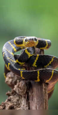 सांप के अंदर होता है कौन सा जहर जानते ही कांप उठेंगे आप