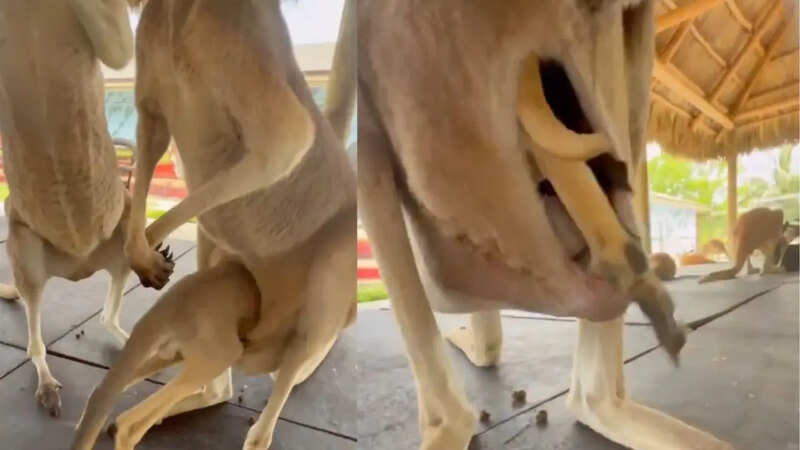 Kangaroo carrying baby