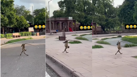 Today Viral Video बंदर ने रोड क्रॉस करते हुए किया ऐसा स्टंट सोशल मीडिया पर छा गया स्वैग