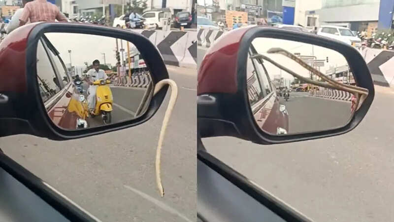 Car ke side mirror se nikala saanp