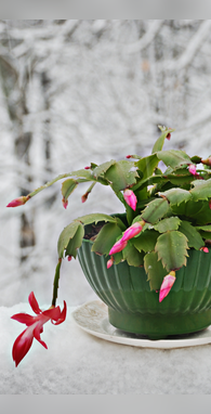 सर्द हवाओं में भी खिलेगा आपका बाग जानें विंटर गार्डनिंग टिप्स