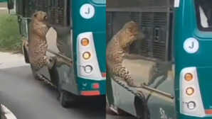 बस की खिड़की पर ऐसे कूदा तेंदुआ, कुछ ही सेकंड में बदल गया नजारा, वायरल वीडियो देख कांप उठेंगे!