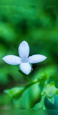 यह फूल तीन हजार साल में खिलता है एक बार नाम आपको भी नहीं होगा पता