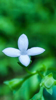 यह फूल तीन हजार साल में खिलता है एक बार नाम आपको भी नहीं होगा पता